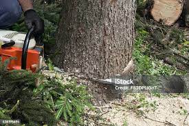 Reliable Bovina, TX Tree Services Solutions
